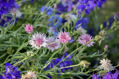 Flower bed with bright blue, violet and pink flowers in summer garden. selective focus. close-up.