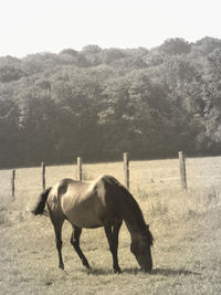 Horse standing in ranch