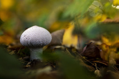 Close-up of mushroom growing on field