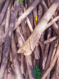 Full frame shot of wooden logs in forest