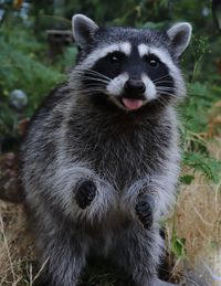 Close-up portrait of raccoon on field