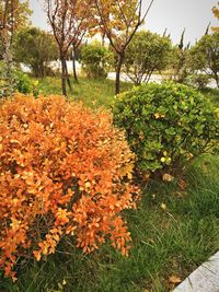 View of flower tree