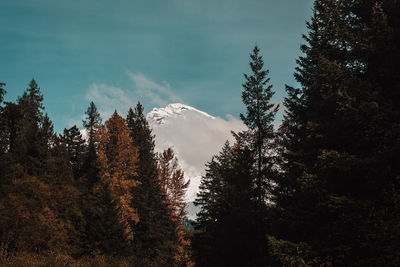 Low angle view of pine trees against sky