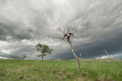 Bare tree on field against sky