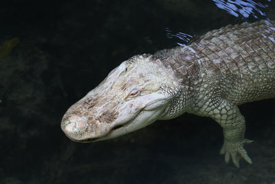 White alligator resting in the water