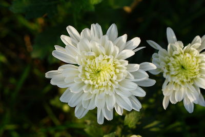 Close-up of white flowering plants in park
