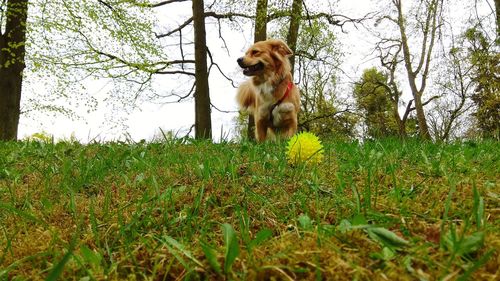 Dog running in field