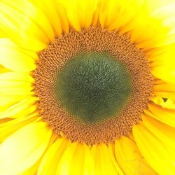 Macro shot of sunflower