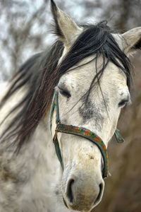 Close-up of a horse