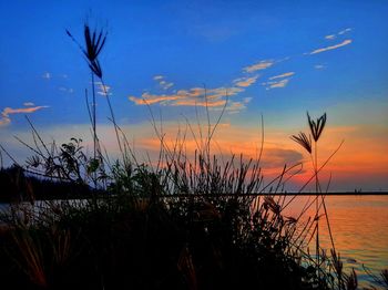 Silhouette plants by sea against sky during sunset