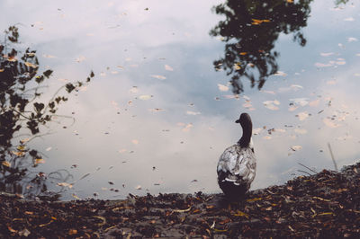 High angle view of duck by pond