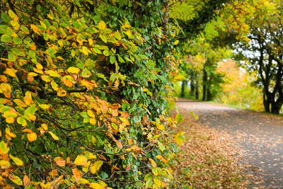 Close-up of fresh green plants against trees