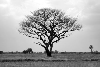 Bare tree on field against sky