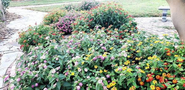 Flowering plants in park