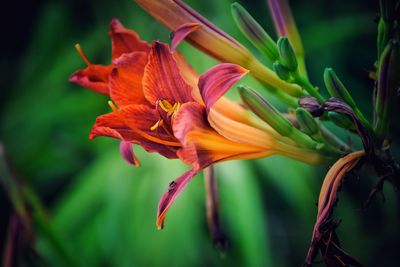 Close-up of orange day lily