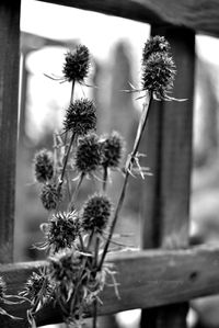 Close-up of flower at home