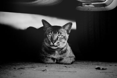 Close-up of domestic cat sitting 