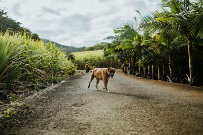 Dog walking on road amidst plants