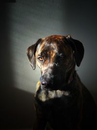 Portrait of black dog