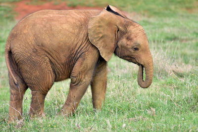 Side view of elephant on field