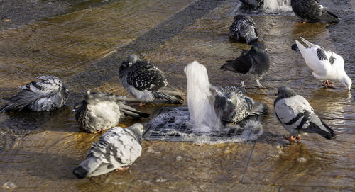 Pigeons frolicking and bathing in water jets from a fountain in worcester city centre.