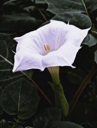 Close-up of raindrops on purple flowering plant