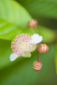 Close-up of flower against blurred background