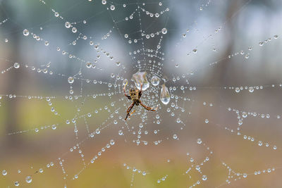 Close-up of spider on web