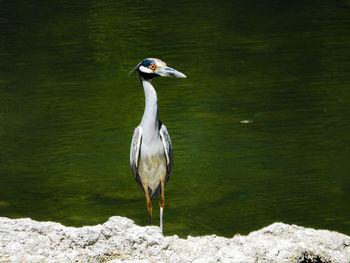 View of a bird in the water