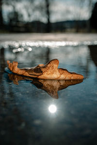 Close-up of dry leaf floating on lake