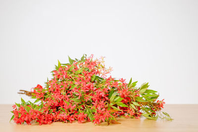 Close-up of plant against white background