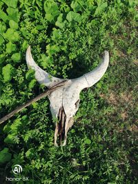 View of animal skull