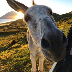 Close-up portrait of donkey standing on land