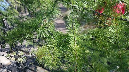 Close-up of plant