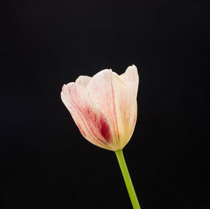 Close-up of pink rose against black background