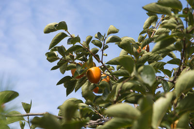 Low angle view of orange tree against sky