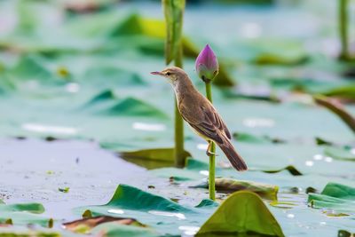 Bird on a lake