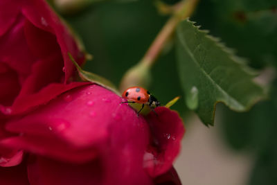 Close-up of insect on red flower