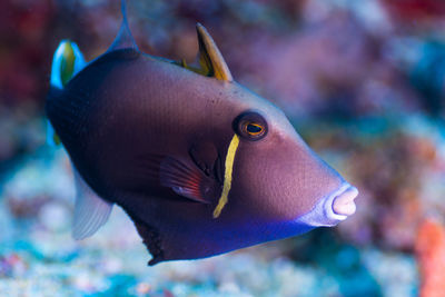 Close-up of fish swimming in sea