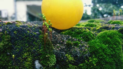 Close-up of yellow leaf growing on plant