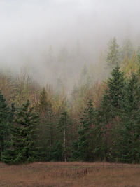 Trees in forest against sky
