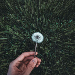 Close-up of hand holding dandelion flower