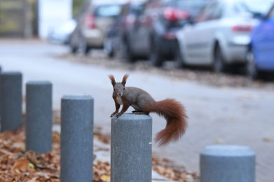 Close-up of squirrel