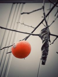 Close-up of fruits hanging on tree