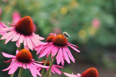 Close-up of bee pollinating on pink flower