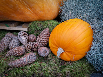 High angle view of pumpkins on field