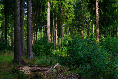 Pine trees in forest