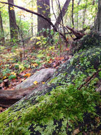 Moss growing on tree in forest