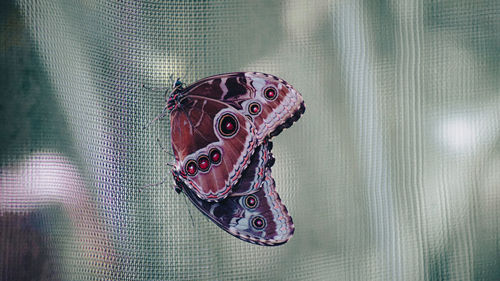 Close-up of fish in cage