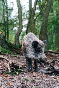 Pig standing in forest